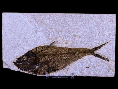 XL 6" Diplomystus Dentatus Fossil Fish Green River FM WY Eocene Age COA, Stand - Fossil Age Minerals