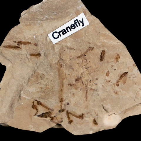 Fossil Crane Flies Mortality Plate Insect Green River FM Uintah County UT Eocene Age - Fossil Age Minerals