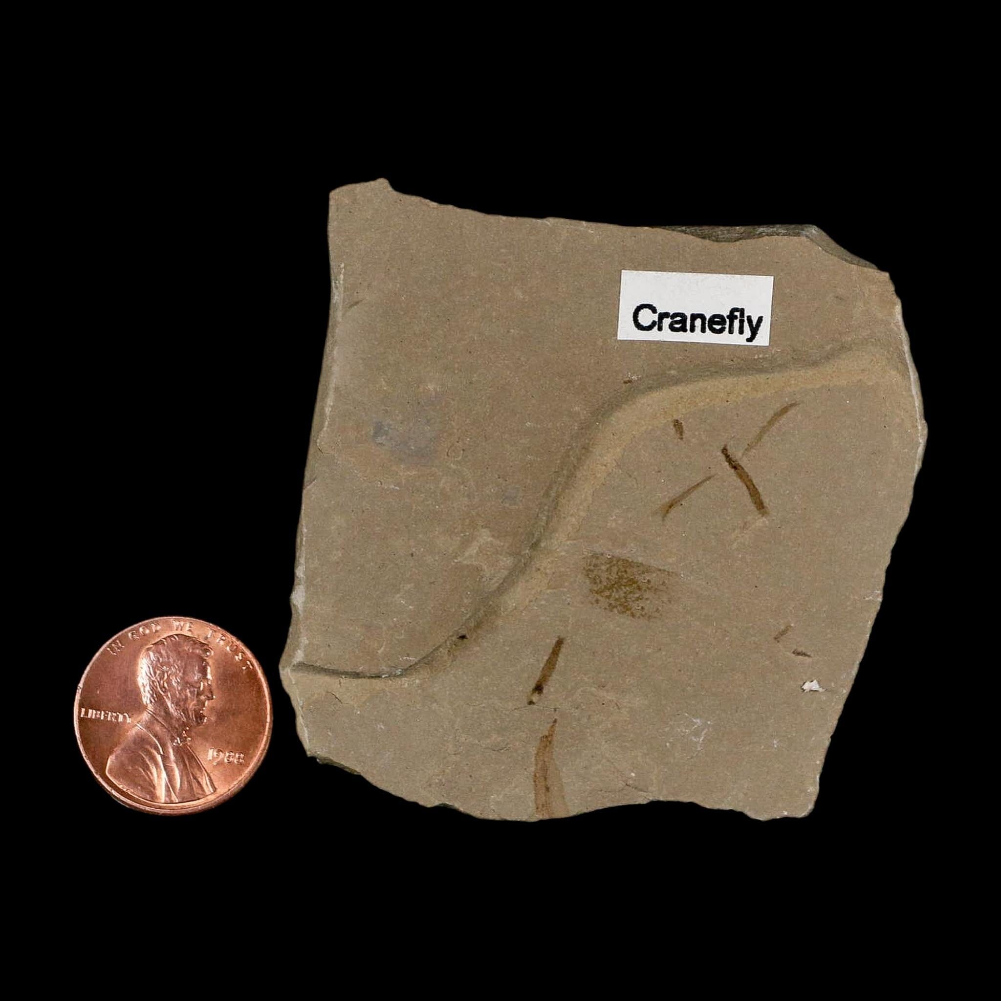 0.6" Fossil Crane Fly Insect Green River Formation Uintah County Utah Eocene Age - Fossil Age Minerals
