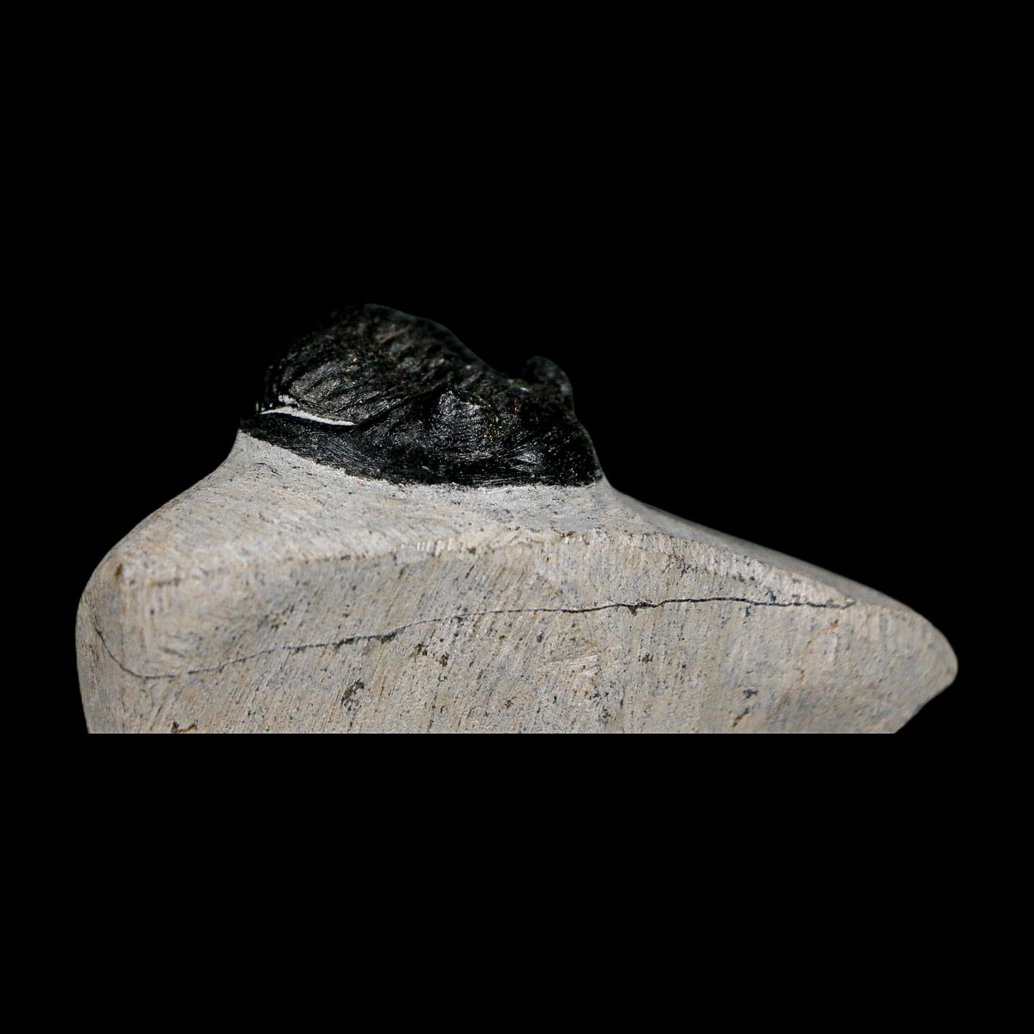 1.9" Metacanthina Issoumourensis Trilobite Fossil Devonian Age 400 Mil Yrs Old COA - Fossil Age Minerals