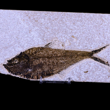 6" Diplomystus Dentatus Fossil Fish Green River FM WY Eocene Age COA, Stand