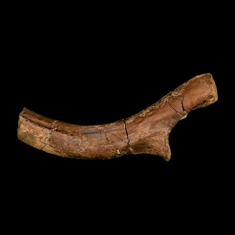 4.6" Pachycephalosaurus Dinosaur Fossil Rib Bone Lance Creek FM Wyoming COA - Fossil Age Minerals