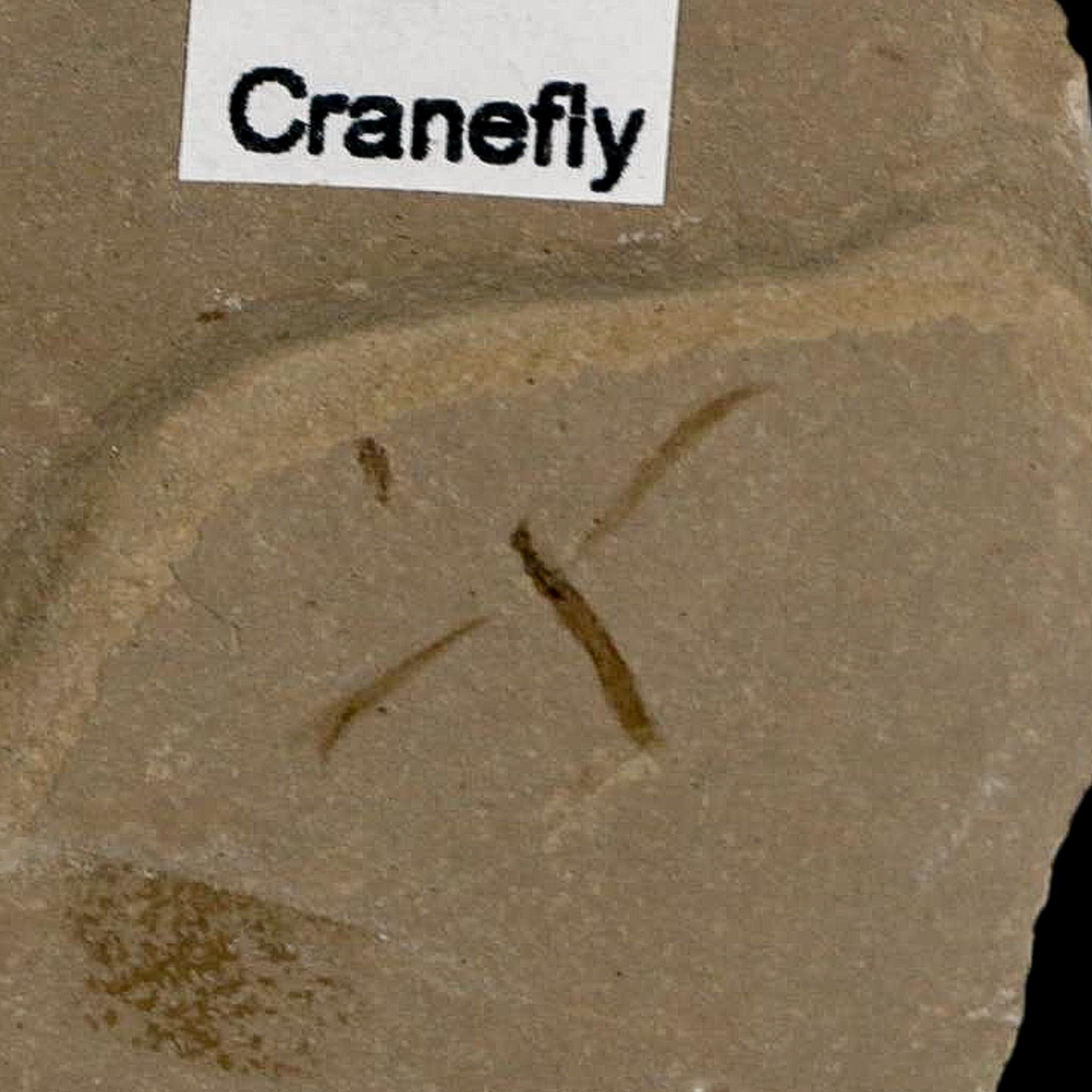 0.6" Fossil Crane Fly Insect Green River Formation Uintah County Utah Eocene Age - Fossil Age Minerals