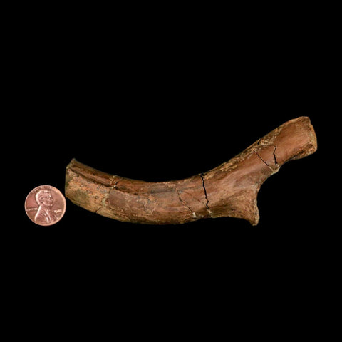 4.6" Pachycephalosaurus Dinosaur Fossil Rib Bone Lance Creek FM Wyoming COA - Fossil Age Minerals