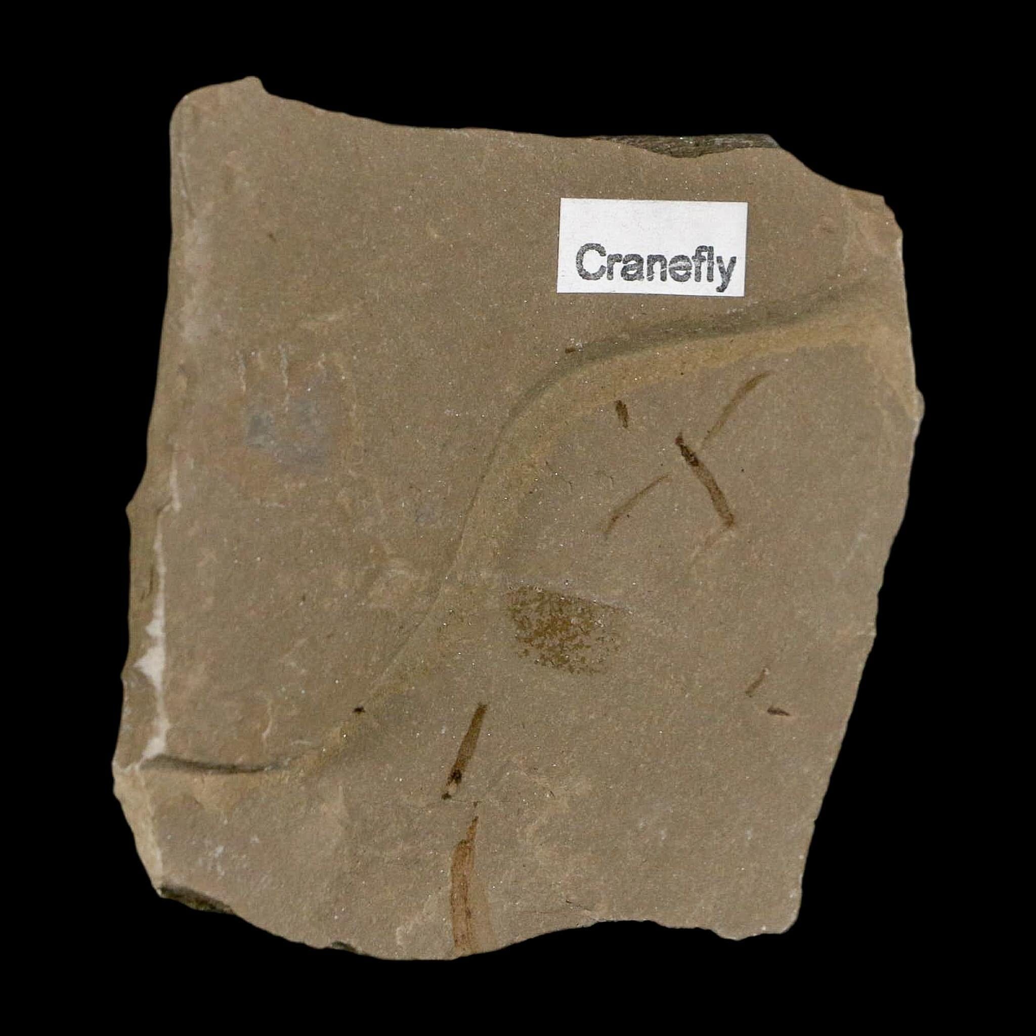 0.6" Fossil Crane Fly Insect Green River Formation Uintah County Utah Eocene Age - Fossil Age Minerals