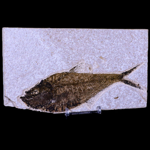 XL 6" Diplomystus Dentatus Fossil Fish Green River FM WY Eocene Age COA, Stand - Fossil Age Minerals