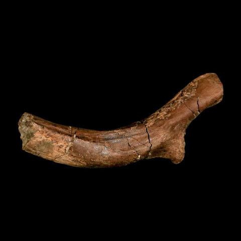 4.6" Pachycephalosaurus Dinosaur Fossil Rib Bone Lance Creek FM Wyoming COA - Fossil Age Minerals