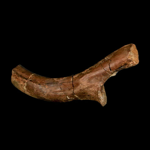 4.6" Pachycephalosaurus Dinosaur Fossil Rib Bone Lance Creek FM Wyoming COA - Fossil Age Minerals