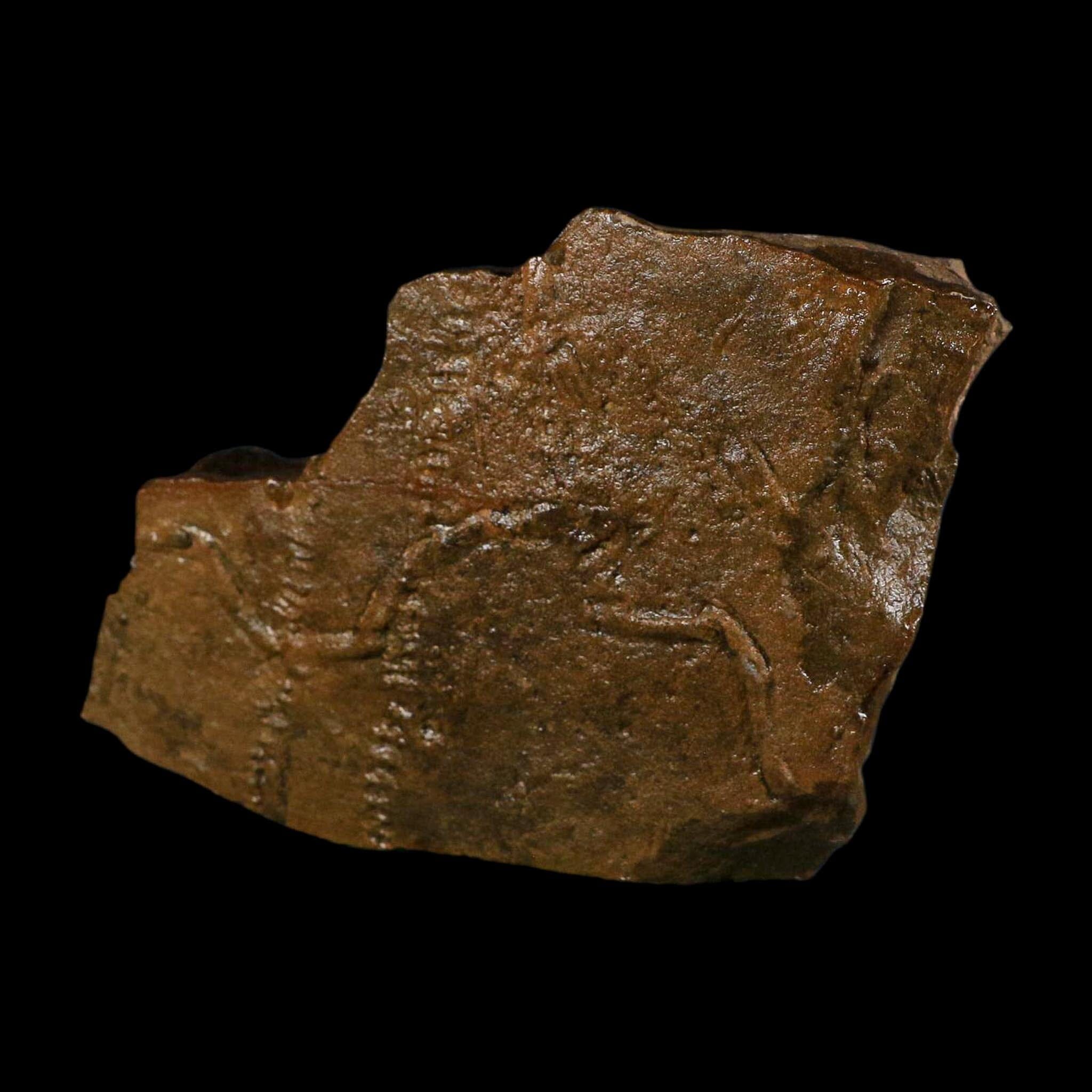 4.6" Trilobite Trackway Cruziana Plate Fossil Ordovician Age Ouzina Morocco - Fossil Age Minerals
