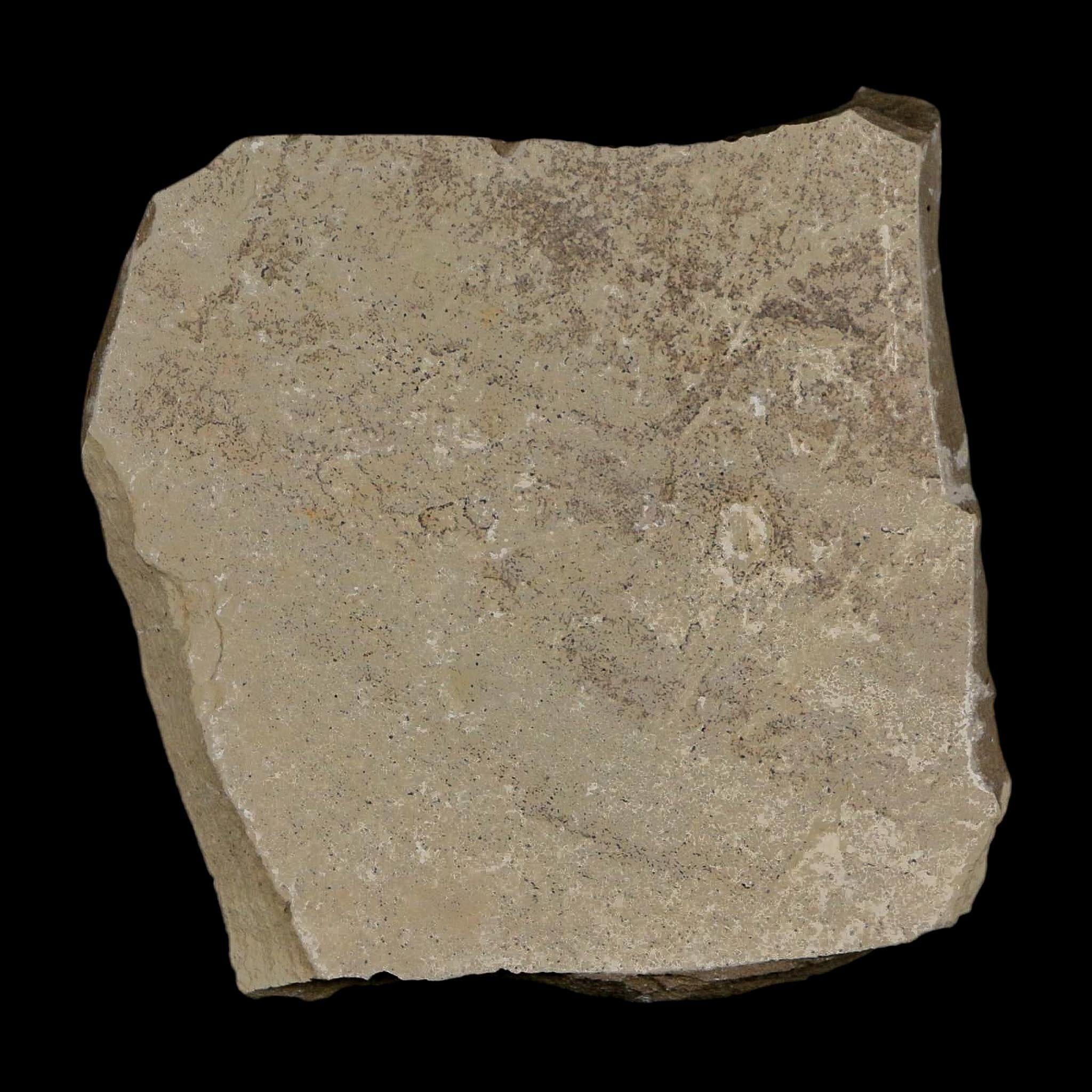 0.6" Fossil Crane Fly Insect Green River Formation Uintah County Utah Eocene Age - Fossil Age Minerals