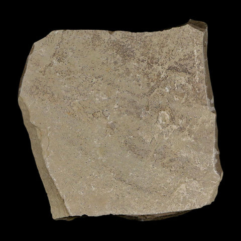 0.6" Fossil Crane Fly Insect Green River Formation Uintah County Utah Eocene Age