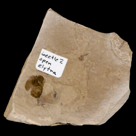 0.4" Detailed Fossil Beetle Open Elyra Insect Green River FM Uintah County UT Eocene Age