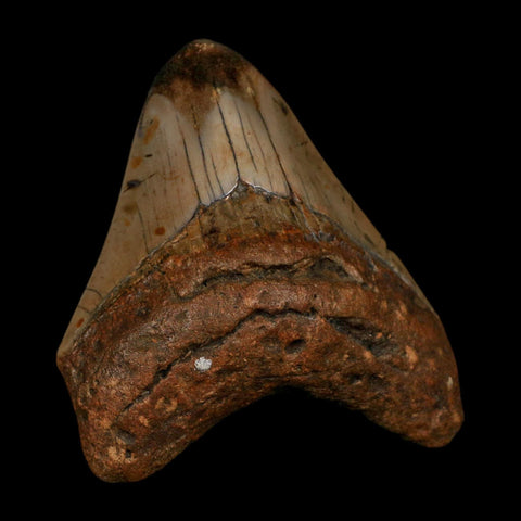 3.4" Quality Megalodon Shark Tooth Fossil Natural Early Miocene Age COA