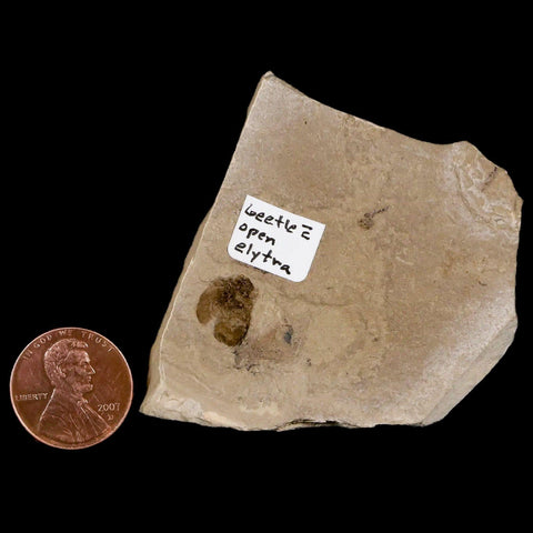 0.4" Detailed Fossil Beetle Open Elyra Insect Green River FM Uintah County UT Eocene Age - Fossil Age Minerals