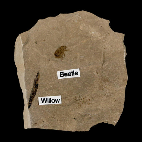 Fossil Beetle Insect And Willow Leaf Green River FM Uintah County Utah Eocene Age