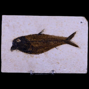 5" Diplomystus Dentatus Fossil Fish Green River FM WY Eocene Age COA, Stand