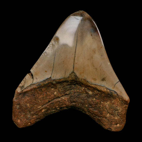 3.4" Quality Megalodon Shark Tooth Fossil Natural Early Miocene Age COA
