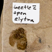 0.4" Detailed Fossil Beetle Open Elyra Insect Green River FM Uintah County UT Eocene Age