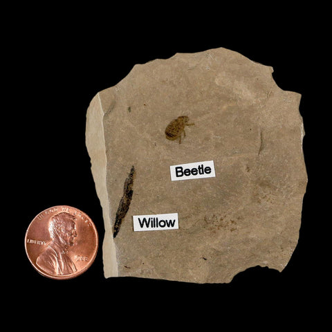 Fossil Beetle Insect And Willow Leaf Green River FM Uintah County Utah Eocene Age