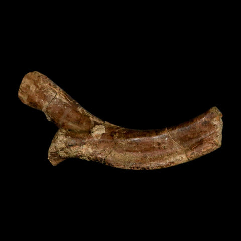 4.6" Pachycephalosaurus Dinosaur Fossil Rib Bone Lance Creek FM Wyoming COA - Fossil Age Minerals