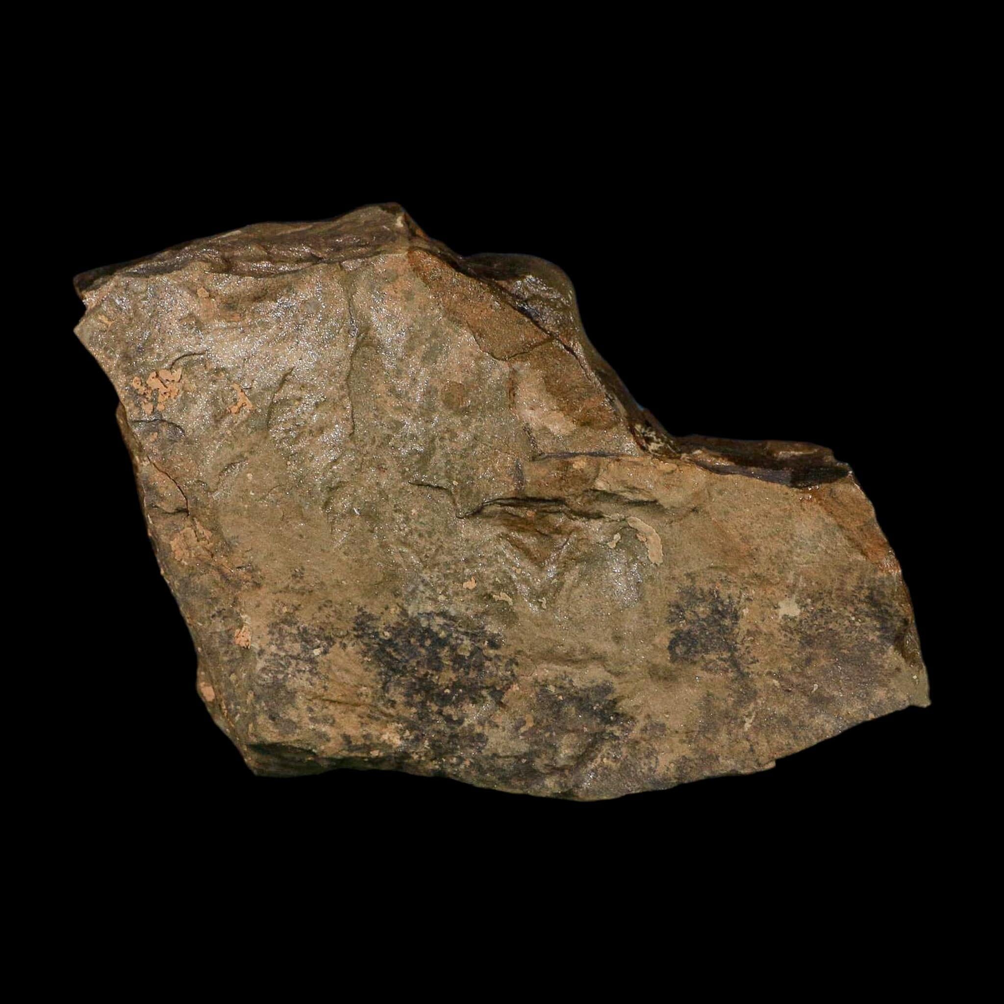 4.6" Trilobite Trackway Cruziana Plate Fossil Ordovician Age Ouzina Morocco - Fossil Age Minerals