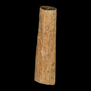 1.3" Hadrosaur Dinosaur Tendon Fossil Lance Creek FM Cretaceous WY COA Display