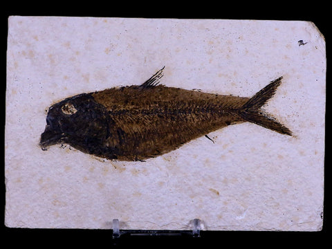 5" Diplomystus Dentatus Fossil Fish Green River FM WY Eocene Age COA, Stand - Fossil Age Minerals