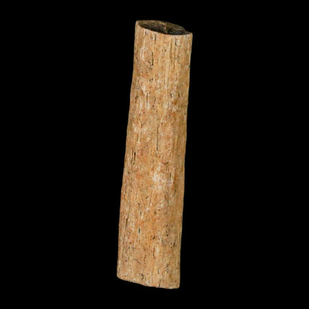 1.3" Hadrosaur Dinosaur Tendon Fossil Lance Creek FM Cretaceous WY COA Display