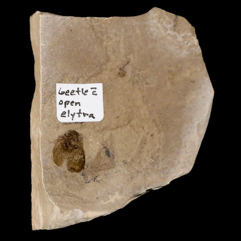 0.4" Detailed Fossil Beetle Open Elyra Insect Green River FM Uintah County UT Eocene Age - Fossil Age Minerals