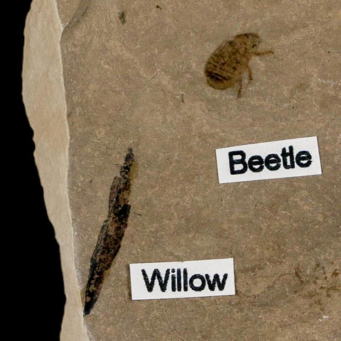 Fossil Beetle Insect And Willow Leaf Green River FM Uintah County Utah Eocene Age