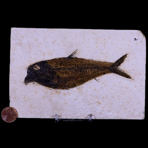 5" Diplomystus Dentatus Fossil Fish Green River FM WY Eocene Age COA, Stand - Fossil Age Minerals