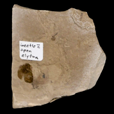 0.4" Detailed Fossil Beetle Open Elyra Insect Green River FM Uintah County UT Eocene Age - Fossil Age Minerals