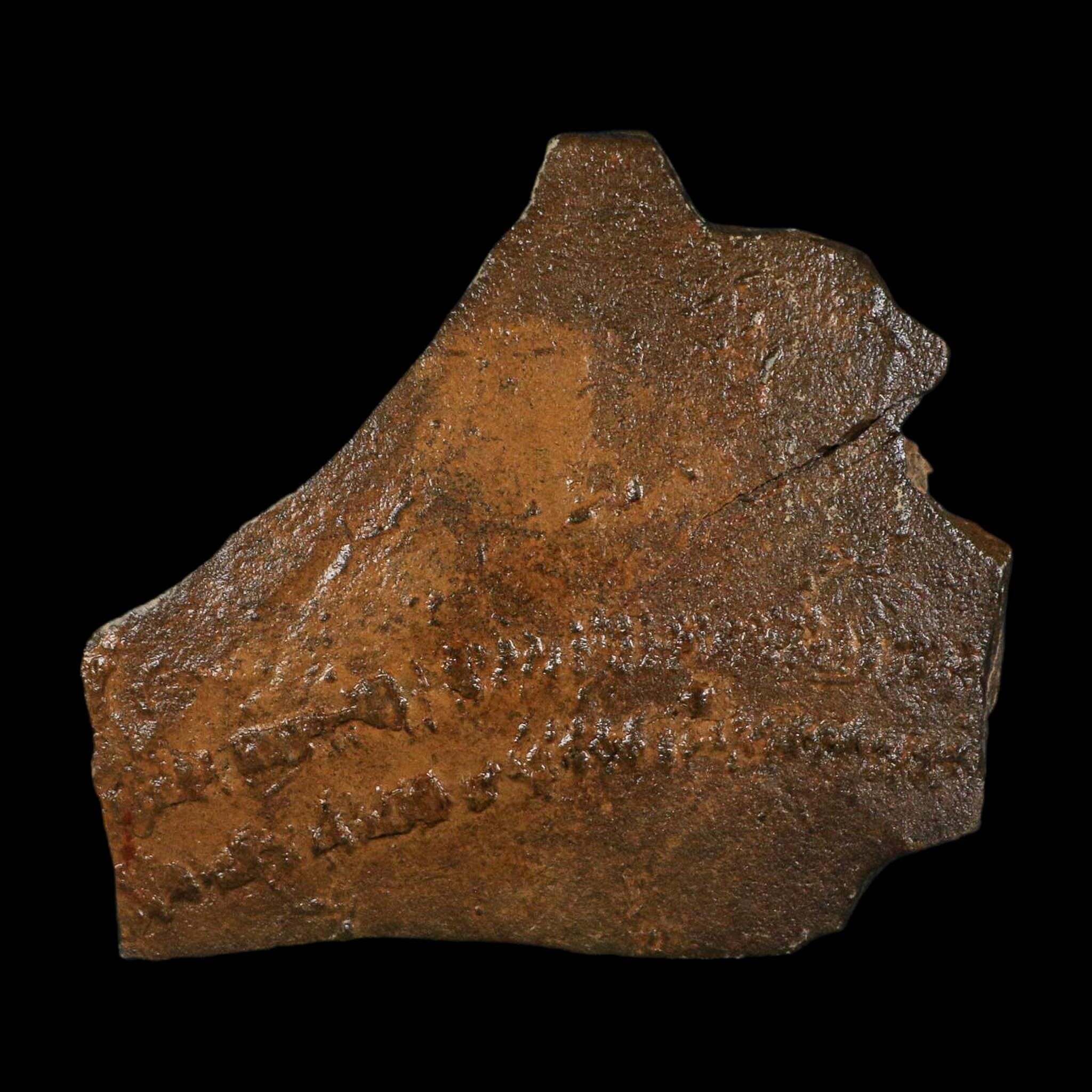5.3" Trilobite Trackway Cruziana Plate Fossil Ordovician Age Ouzina Morocco - Fossil Age Minerals