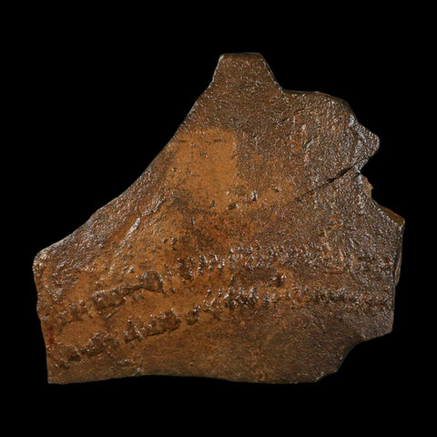 5.3" Trilobite Trackway Cruziana Plate Fossil Ordovician Age Ouzina Morocco - Fossil Age Minerals