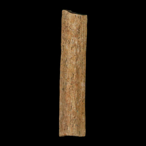 1.3" Hadrosaur Dinosaur Tendon Fossil Lance Creek FM Cretaceous WY COA Display - Fossil Age Minerals