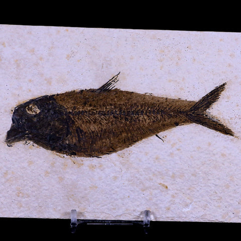 5" Diplomystus Dentatus Fossil Fish Green River FM WY Eocene Age COA, Stand - Fossil Age Minerals