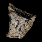 2.4" Stegosaurus Fossil Limb Bone Morrison FM Wyoming Jurassic Age Dinosaur COA