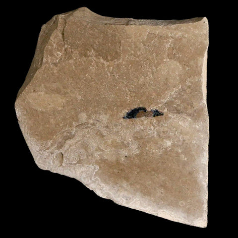 0.4" Detailed Fossil Beetle Open Elyra Insect Green River FM Uintah County UT Eocene Age - Fossil Age Minerals