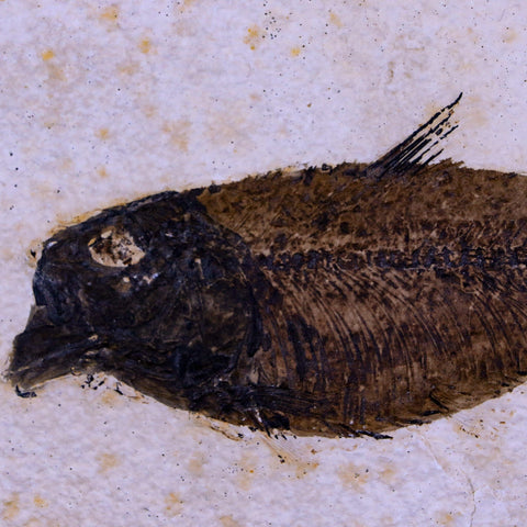 5" Diplomystus Dentatus Fossil Fish Green River FM WY Eocene Age COA, Stand - Fossil Age Minerals