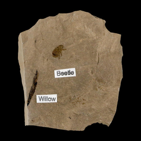 Fossil Beetle Insect And Willow Leaf Green River FM Uintah County Utah Eocene Age