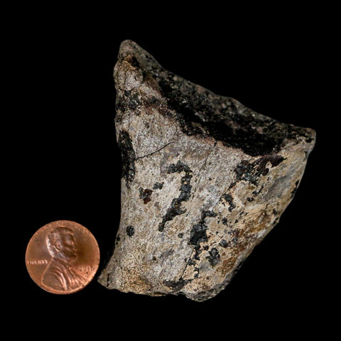 2.4" Stegosaurus Fossil Limb Bone Morrison FM Wyoming Jurassic Age Dinosaur COA