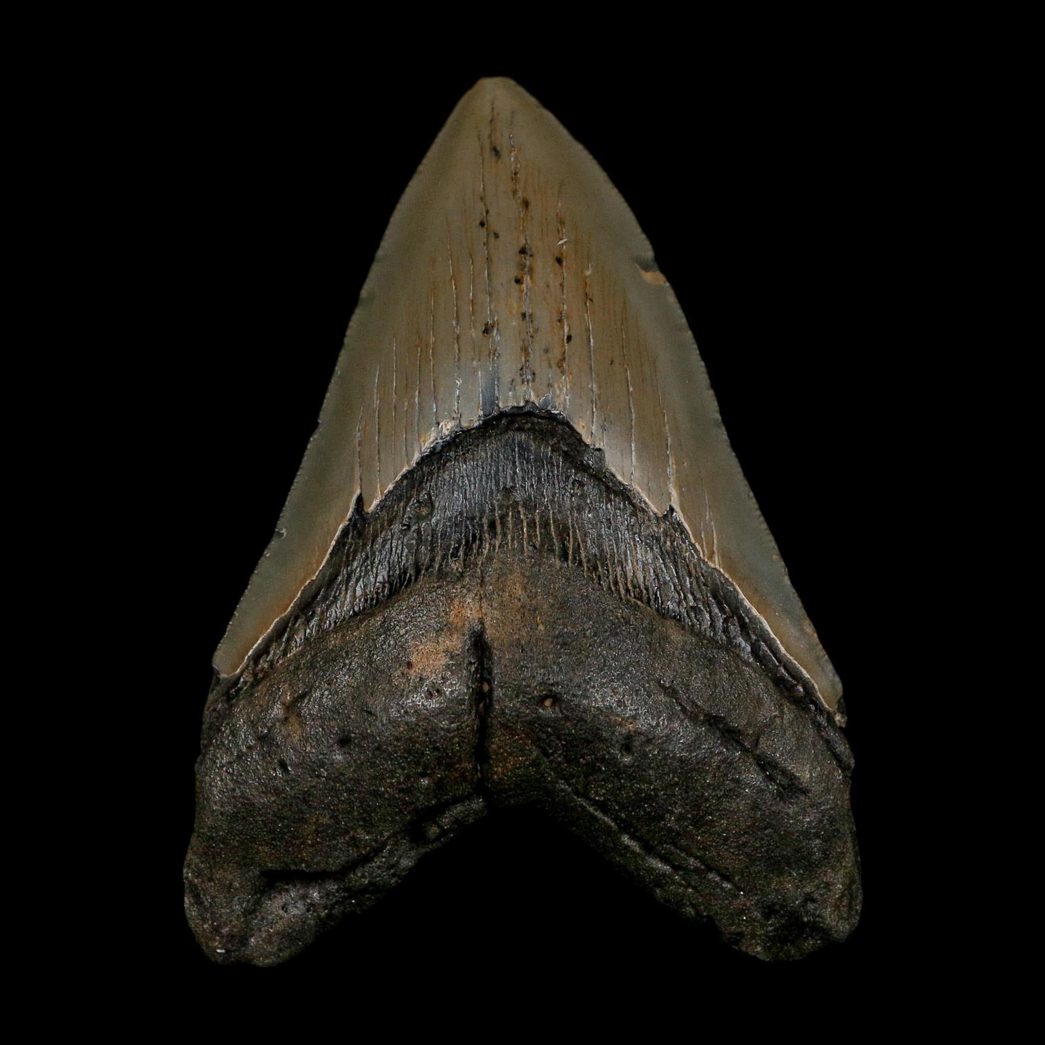 XL 4.4" Quality Megalodon Shark Serrated Tooth Fossil Natural Early Miocene Age COA - Fossil Age Minerals