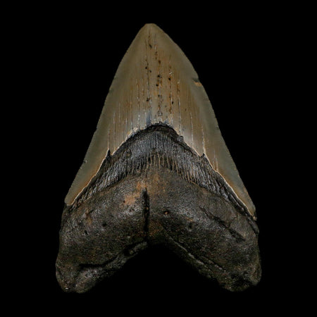 XL 4.4" Quality Megalodon Shark Serrated Tooth Fossil Natural Early Miocene Age COA