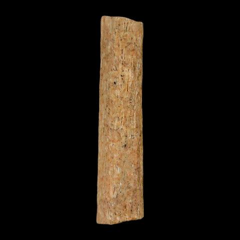 1.3" Hadrosaur Dinosaur Tendon Fossil Lance Creek FM Cretaceous WY COA Display - Fossil Age Minerals