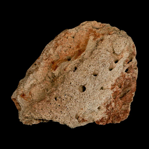 2.6" Triceratops Fossil Beak Bone Lance Creek FM Cretaceous Dinosaur Wyoming COA - Fossil Age Minerals