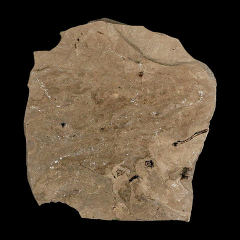 Fossil Beetle Insect And Willow Leaf Green River FM Uintah County Utah Eocene Age