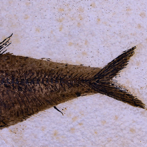 5" Diplomystus Dentatus Fossil Fish Green River FM WY Eocene Age COA, Stand - Fossil Age Minerals