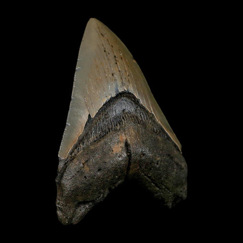 XL 4.4" Quality Megalodon Shark Serrated Tooth Fossil Natural Early Miocene Age COA