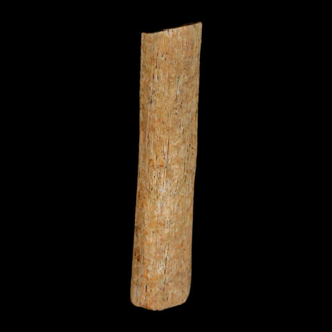 1.3" Hadrosaur Dinosaur Tendon Fossil Lance Creek FM Cretaceous WY COA Display - Fossil Age Minerals