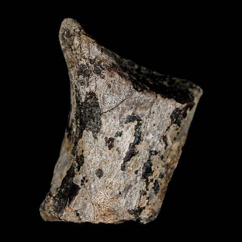 2.4" Stegosaurus Fossil Limb Bone Morrison FM Wyoming Jurassic Age Dinosaur COA
